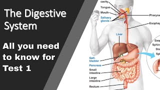 Overview of a digestive process of CHOPROFAT Amylase Protease Lipase CCK Secretin Gastrin [upl. by Alwitt]