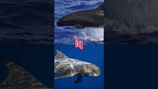 Pseudorca crassidens vs feresa attenuata vsedit vs edit animals cetaceans dolphins [upl. by Kial]