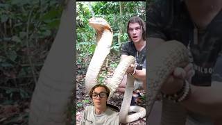 Handling a WILD King Cobra snake [upl. by Damek]