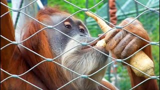 OrangUtan Fütterung Orangutan Feeding [upl. by Arymahs]