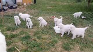 Maremma Pups  Barking [upl. by Lucina]