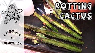 Save a Rotting Cactus  propagating Euphorbia trigona [upl. by Ardeed274]