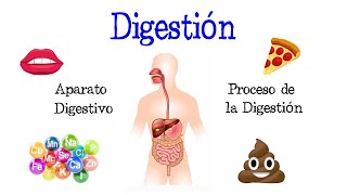 🍎 La Digestión y su Proceso Aparato Digestivo 💩 Fácil y Rápido  BIOLOGÍA [upl. by Lorie]