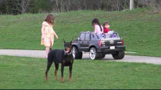 Doberman  Rossi Keeping An Eye On Kids [upl. by Nancy]