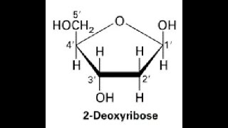 Number of Chiral centers and Stereoisomers Derieved from 2Deoxyribose [upl. by Eimarej]