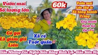 1711☎️0983942618 gặp Điệp🌲Mai vàng giá rẻ🌲Vườn mai số lượng lớn lên clip là xã hàng cây đẹp giá rẻ [upl. by Lindgren]