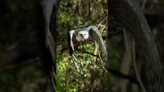 Harpy Eagle  Most powerful Predator in the World🦅 Tamil Explain 🫡 [upl. by Jemine]