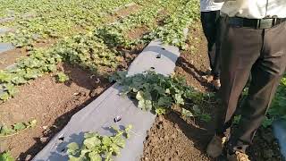 muskmelon farming [upl. by Karil]