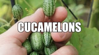 Cucamelons [upl. by Eelyr952]