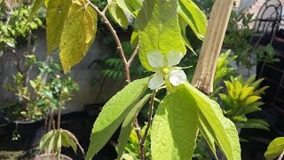 Minha calabura dando flor [upl. by Attey]