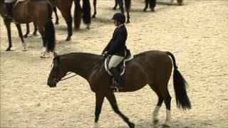 Class 121 Amateur Owner Hunter Under Saddle 36 amp Over [upl. by Tavish331]