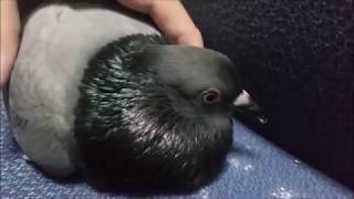 Cute Pigeon Cooing Cuddling Sound [upl. by Nosnek]