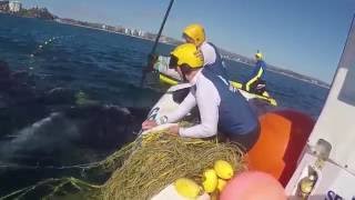 Mother Humpback Stays by Calf While Rescuers Free it From Shark Net [upl. by Adlai632]