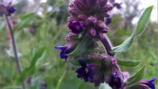 Common Bugloss Anchusa Officinalis  Alkanet  20120612 [upl. by Farlay]