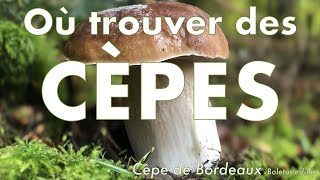 Où trouver des cèpes [upl. by Orfurd221]