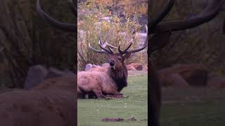 Large Bull Elk Bugling During Mating Season shorts ELK CALL [upl. by Alaine]