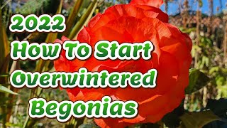 How to start your overwintered begonias [upl. by Wolfort]