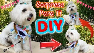 DIY Bandana de Mascota Pañoleta coton de tulear I Lorentix [upl. by Nnylyahs]