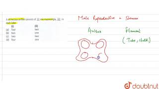 A dithecous anther consists of uli microsporangia ulii in each lobe  12  SEXUAL REP [upl. by Nosemaj]