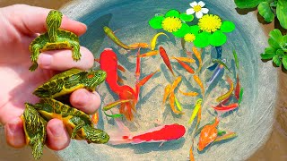 Catching Rare Turtle Nest In Tiny Pond Pencil Fish Aquarium Fish Neon Fish PingPong Pearl Fish [upl. by Suirred]