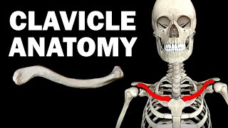 ANATOMY OF THE CLAVICLE COLLARBONE [upl. by Lud]