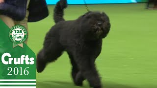 Bouvier Des Flandres wins the Working Group Judging  Crufts 2016 [upl. by Merline]