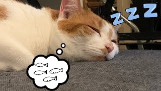 He snore so loud near my ears  CAT VLOG 99 [upl. by Mandel]