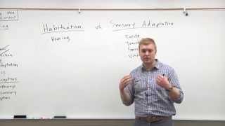 2015 MCAT Psychology 6  Sensory Adaptation amp Habituation [upl. by Pinebrook]