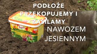 Sadzenie malin  jak uprawiać maliny [upl. by Rhee413]