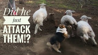 TURNING MY CORGI INTO A SHEEP HERDING FARM DOG [upl. by Etnoval]