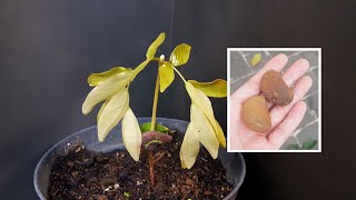 HOW TO GROW MANILTOA GRANDIFLORA FROM SEED [upl. by Namie483]