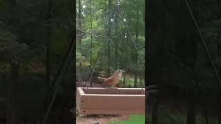 Carolina Wren Singing at the Feeder [upl. by Arreit951]