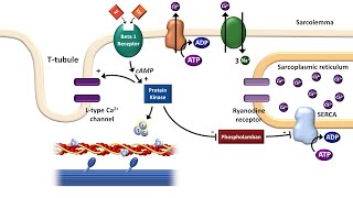 Cardiac ExcitationContraction Coupling [upl. by Neltiac]