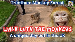 FunFilled Family Day at Trentham Monkey Forest  Exploring Nature amp Wildlife in the UK [upl. by Ayatnwahs582]