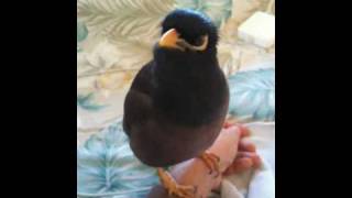 Morning Talk with my Mynah quotKaleoquot [upl. by Giles]