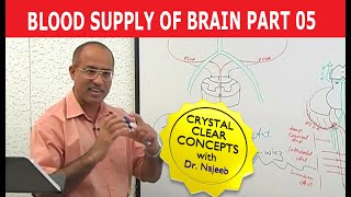 Blood Supply of Brain  Circle of Willis  Part 511 [upl. by Olmstead144]