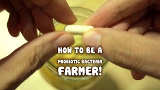 Growing your own Probiotic Bacteria fruit ferment [upl. by Oer]