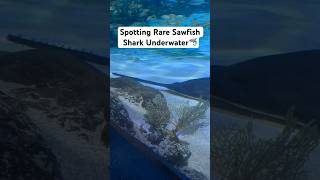 Spotting Rare Sawfish Shark Underwater [upl. by Nena363]