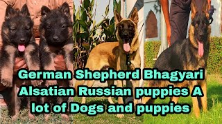 German Shepherd Russian puppies Bhagyari Alsatian Dogs and puppies 03139393944 [upl. by Ahcropal167]