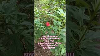 En thevaya solli solli umma thukka paduththa matenஎன் தேவைய சொல்லி சொல்லிgjshine ✝️🏩jesuslove [upl. by Herson]