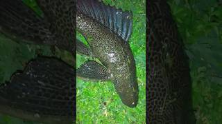 Caught a slob of a plecko at night with a net fishing nightfishing freshwaterfish [upl. by Beryl]