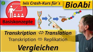 Vergleich Transkription und Translation  sowie  Replikation  unter Nutzung der Basiskonzepte [upl. by Nirrok]