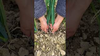 Pulling green onions process [upl. by Rehpoitsirhc812]