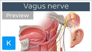 Vagus nerve location branches and function preview  Neuroanatomy  Kenhub [upl. by Niobe32]