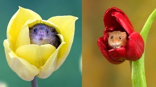 Photographer Tiptoes Through The Tulips To Shoot Harvest Mice [upl. by Schwerin]