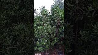 conocarpus Plant wholesale nursery golden bottlebrush Plant location Gajraula Amroha [upl. by Eniamzaj]