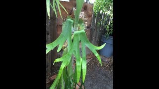 18 Species of Platyceriums or Staghorn Ferns [upl. by Narik]