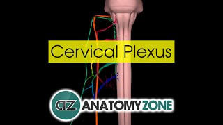 Cervical Plexus  Anatomy Tutorial [upl. by Ahc]