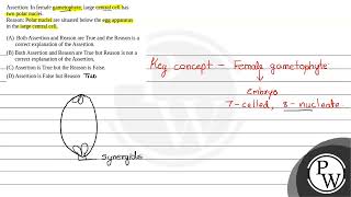 Assertion In female gametophyte large central cell hastwo polar nucleiReason Polar nuclei ar [upl. by Nnylodnewg935]