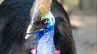 Сassowary Bird Sounds  Listen here to cassowary call sound [upl. by Agiaf]